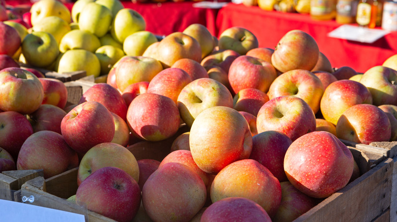 A bushel of Evercrisp apples in crates outside