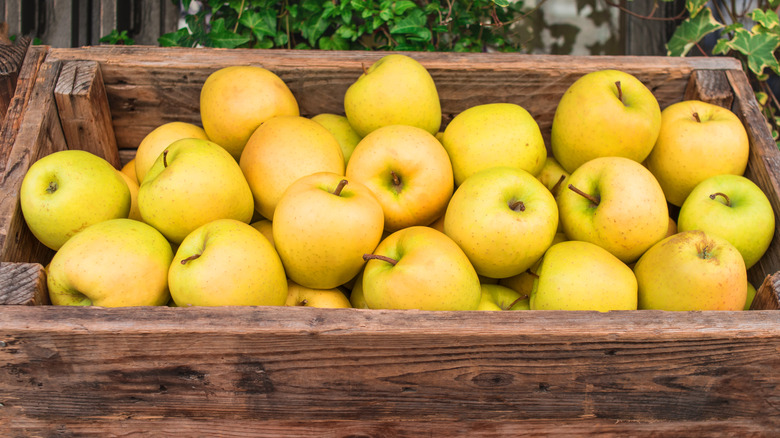 Golden Delicious apples in a wooden crate