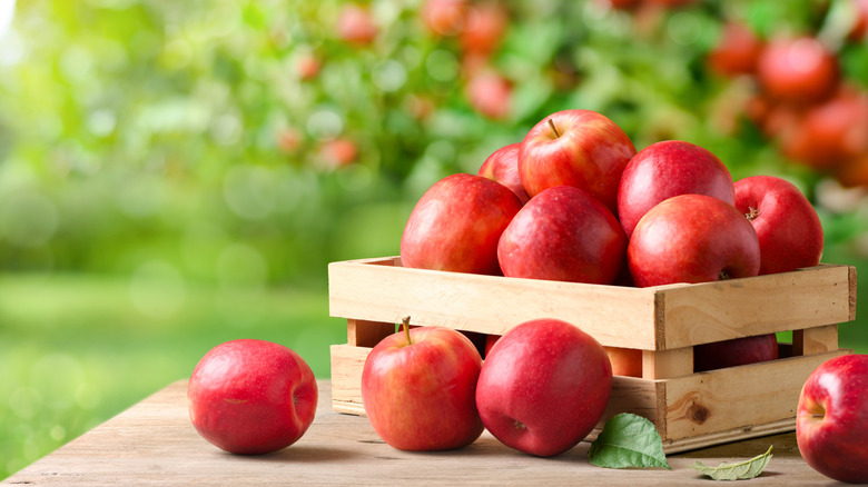 Pink Lady apples in a wooden crate on table outside