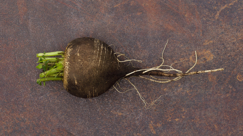 Fresh black spanish radish on a dark background
