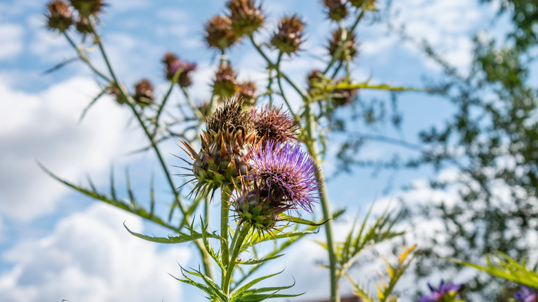 Cardoon growing wild with purple flowers