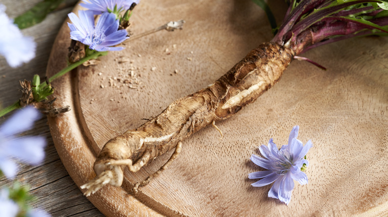 A whole chicory root on a table