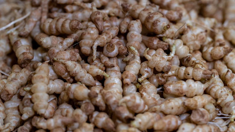A pile of Chinese artichokes, also known as crosnes