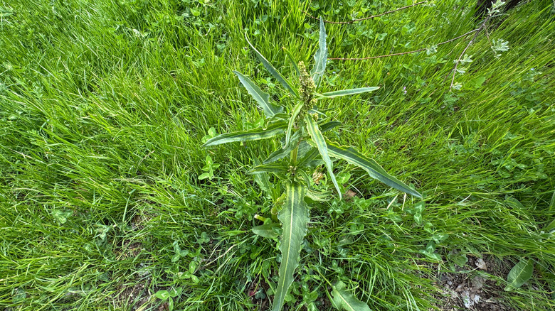 A flowering dock plant growing in the wild