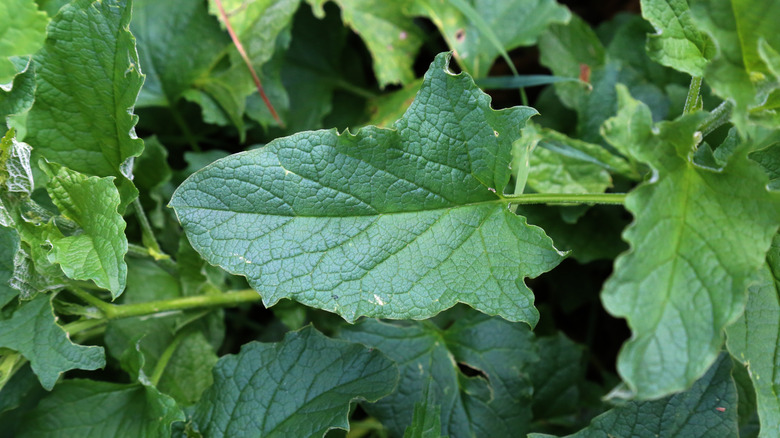 A close up of a Good King Henry leaf
