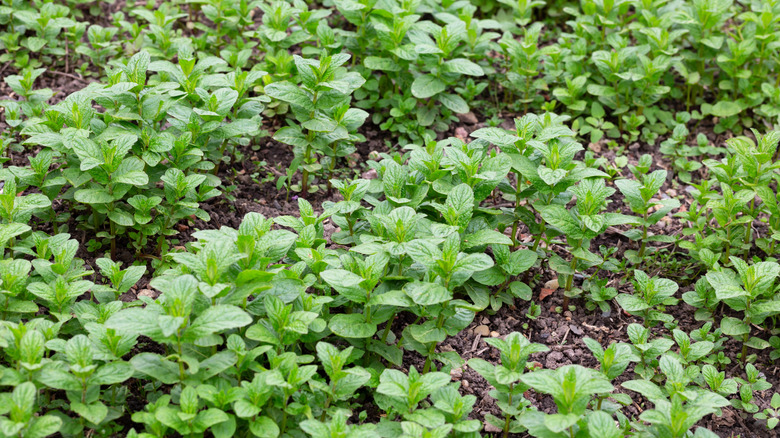 Lovage growing in an herb garden