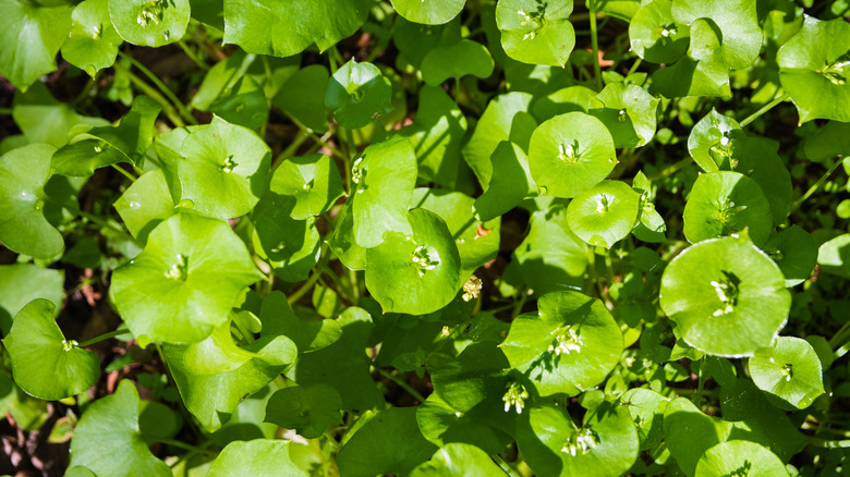 A patch of miner's lettuce leaves
