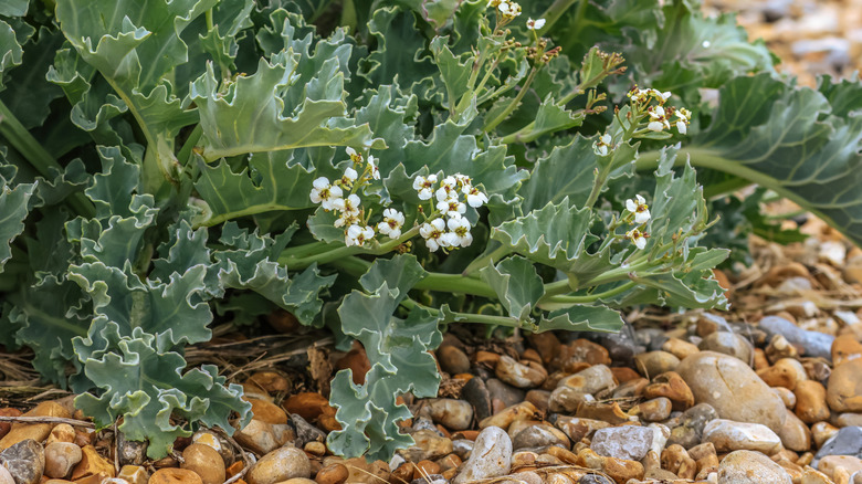 A bunch of sea kale growing wild