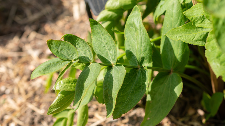 Skirret leaves growing in a garden