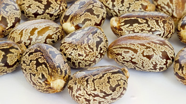 A handful of castor beans on white surface