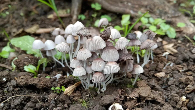 Group of white fairy cap mushrooms in the wild