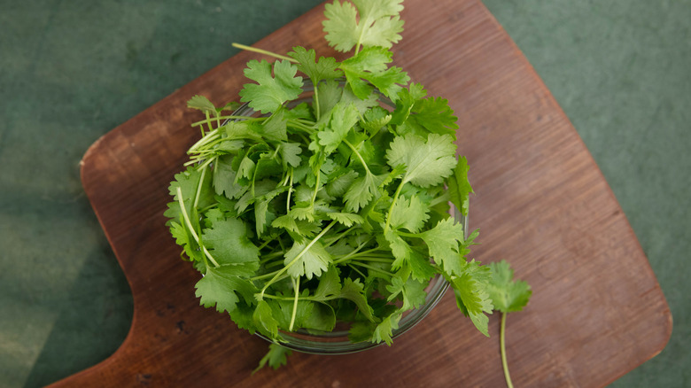 Fresh cilantro in bowl on wooden cutting board