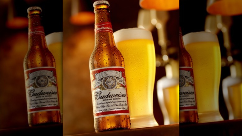 A Budweiser bottle with a full pint glass of beer in the background