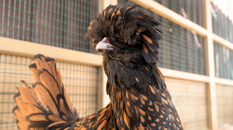 A funny looking chicken with long brown feathers covering its eyes.
