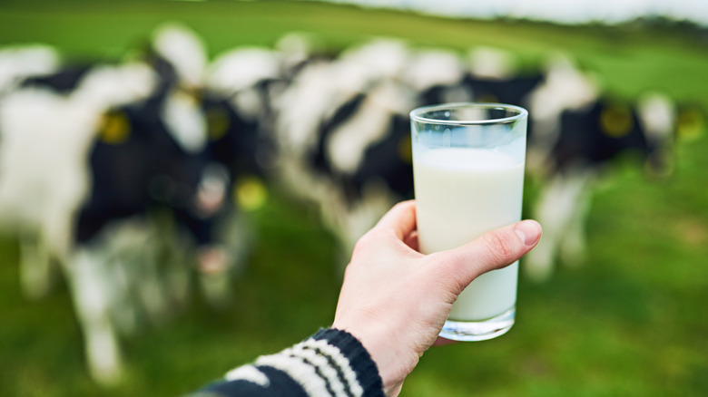 A glass of milk and cows