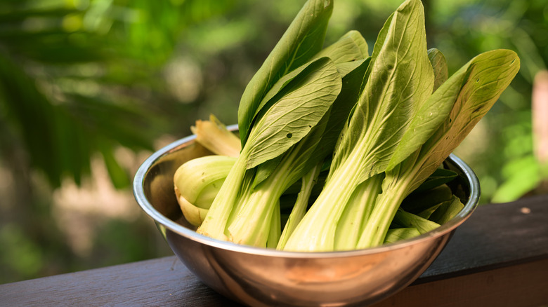 Fresh bok choy cabbage in bowl with tropical leaves in background.