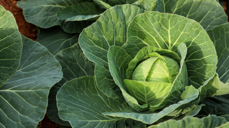 Lush cabbage thriving in sunlit farmland.