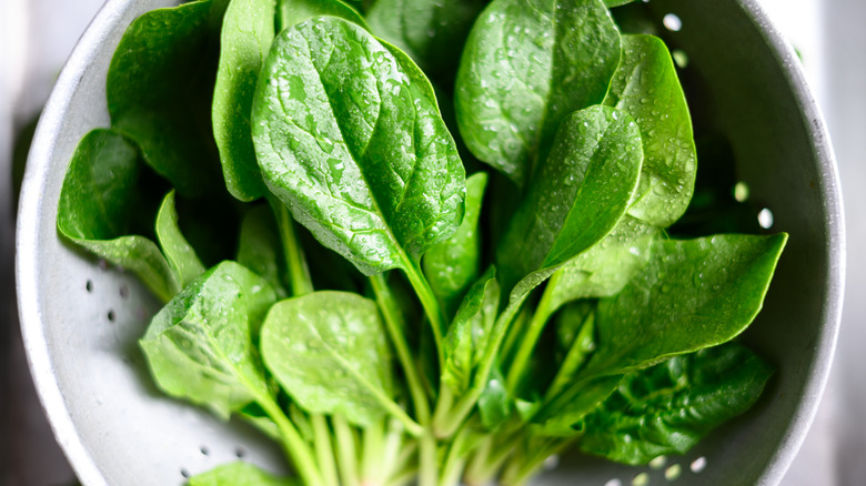 Young leaves of fresh green spinach in a metal colander.