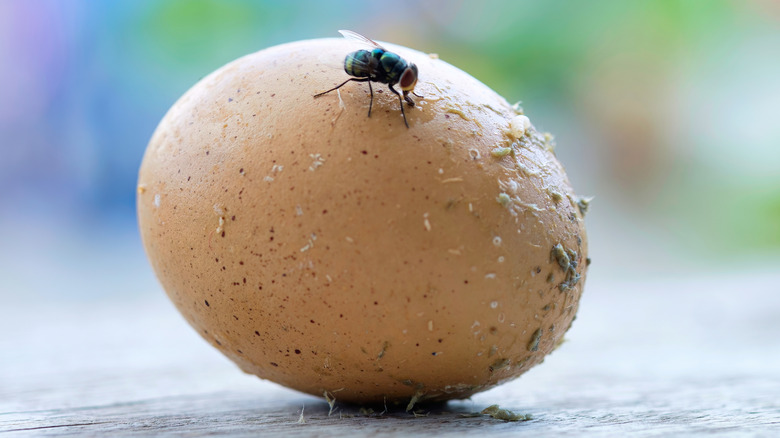 Fly on an egg