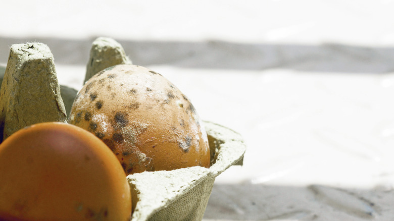 Moldy eggs in a carton