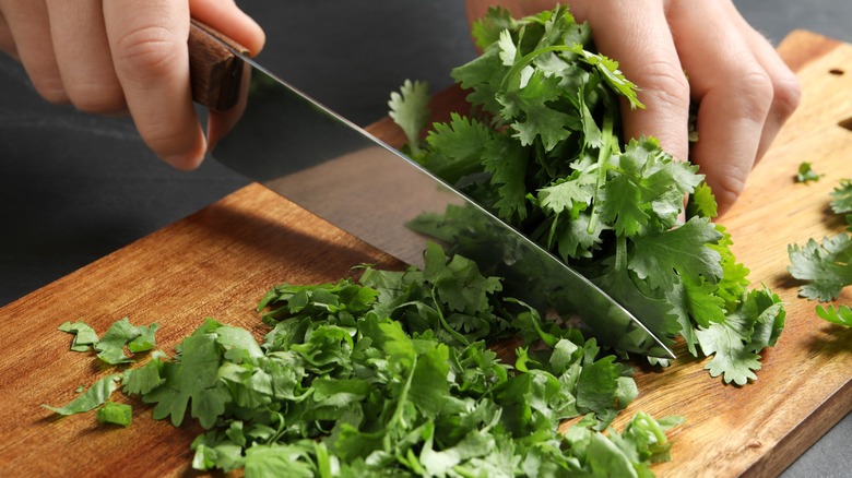 Person cutting fresh cilantro with chef knife on wood board