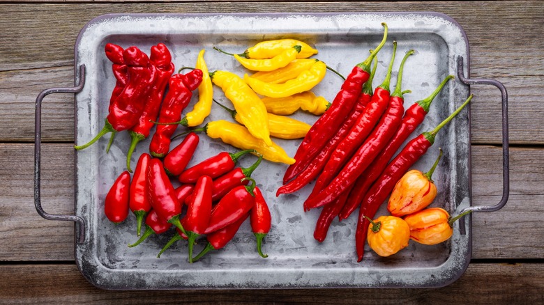 Various spicy peppers in metal serving tray on wood table