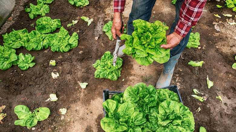 A farmer harvesting lettuce.