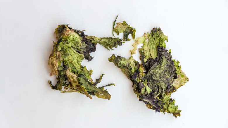 Rotting lettuce leaves.