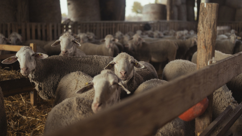 A herd of goats are penned inside a rustic barn.