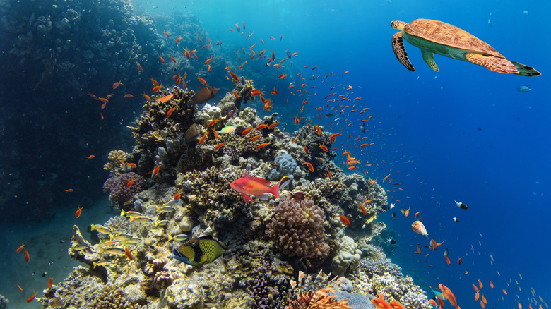 An underwater shot of a coral reef surrounded by fish, a sea turtle swimming by on the right side.