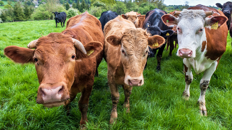 Cows in a field in England