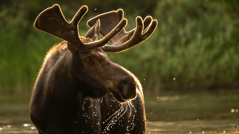 Moose in the water