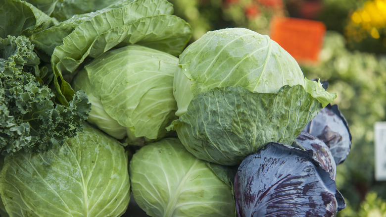 Heads of green cabbage