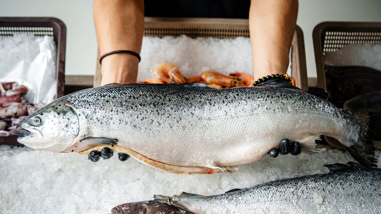 Someone holds out a whole salmon