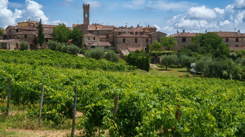 The hillside of Villa A Sesta