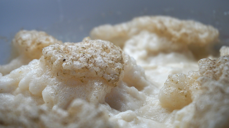Foaming yeast for brewing beer