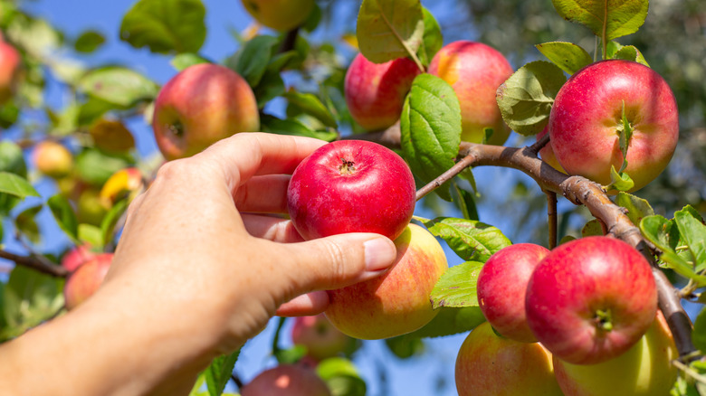 A hand picking a red apple off of an apple tree