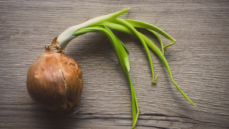 A sprouted whole brown onion