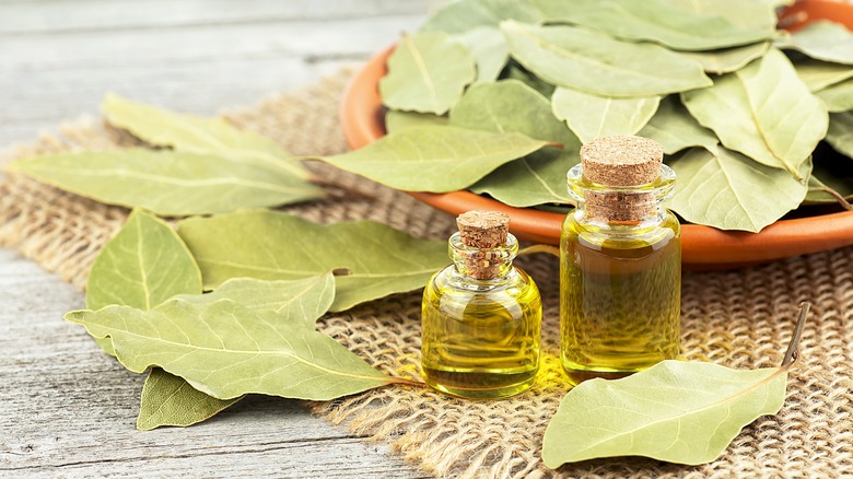 Small bottles of bay oil next to dried bay leaves