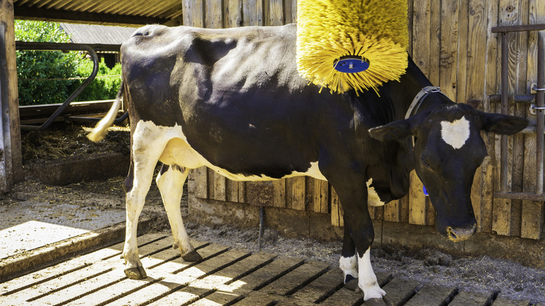 A happy cow being brushed