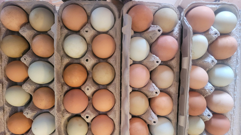 Four dozen eggs in open cartons