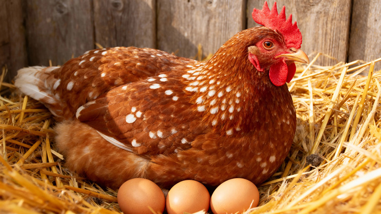 A hen with eggs in a nest