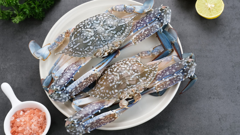 Fresh, raw blue crab on plate