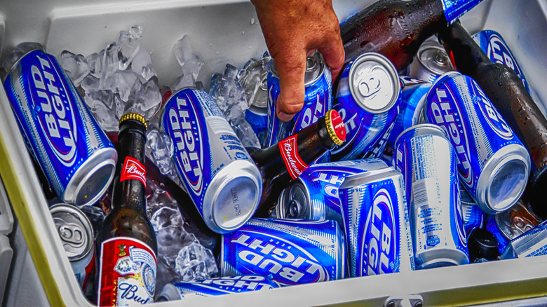A hand reaching into a cooler full of Bud Light cans and Budweiser bottles