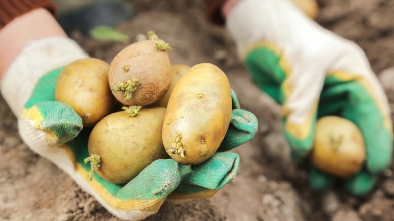 A farmer handling several potatoes.