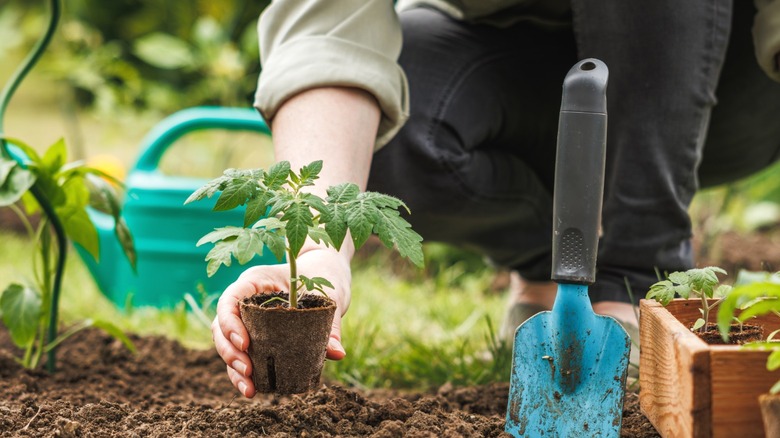 A gardener preparing to plant a tomato sprout.