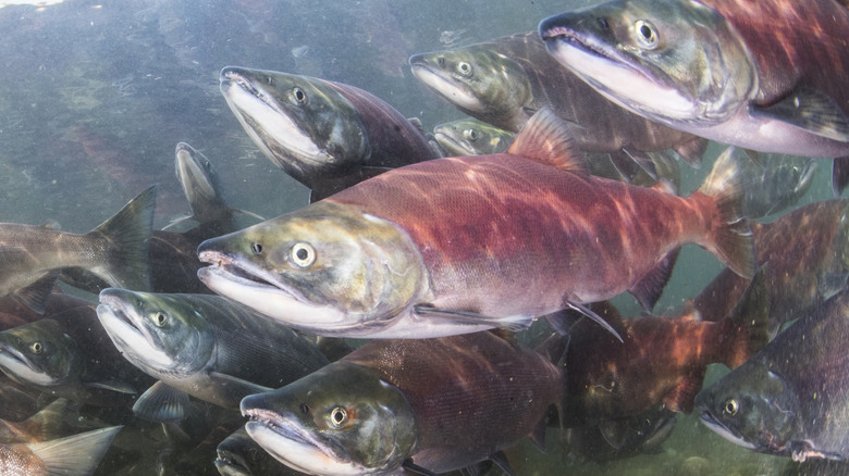 Salmon fish swimming