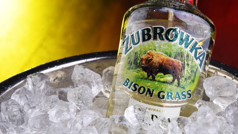 Bottle of Zubrowka vodka in an ice bucket