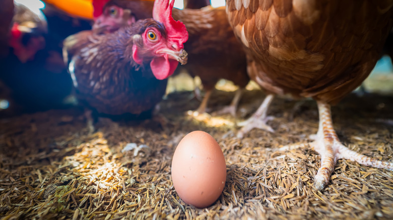 A group of chickens surrounding an egg.