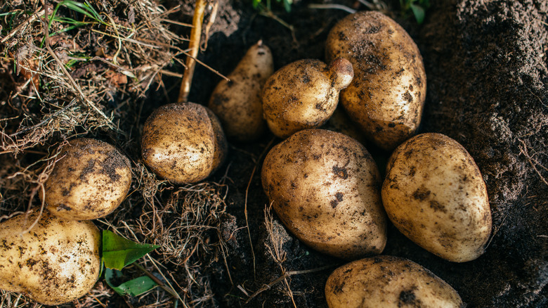 Potatoes just harvested on a farm